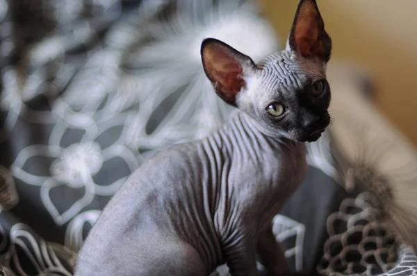 Bir Kanadalı Sfenks kedisi, kel genç kedi yavru kedi portresi — Stok fotoğraf