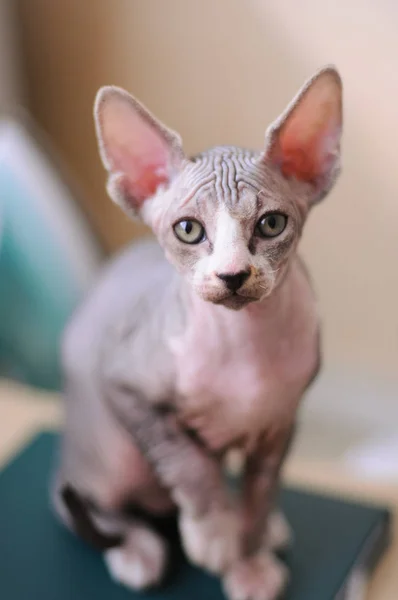 Tabby Sphinx Kätzchen, Glatzkopf Katze, kleine Babykatze Kleinkind — Stockfoto