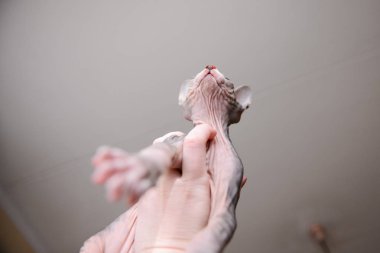 Newborn yavru kedi Sphynx. bir adam elinde küçük kel kediler. kedi ailesi