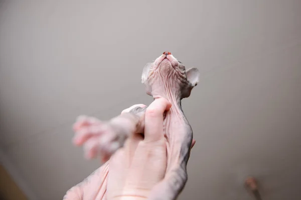 Newborn yavru kedi Sphynx. bir adam elinde küçük kel kediler. kedi ailesi — Stok fotoğraf