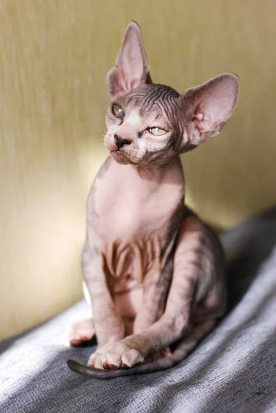 Tabby esfinge gatinho, gato careca, bebê pequeno gato criança — Fotografia de Stock