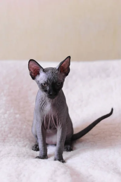 Bir Kanadalı Sfenks kedisi, kel genç kedi yavru kedi portresi — Stok fotoğraf