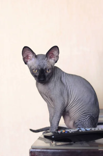 Retrato de un canadiense esfinge gato, calvo joven gato gatito —  Fotos de Stock