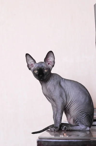 Retrato de un canadiense esfinge gato, calvo joven gato gatito —  Fotos de Stock