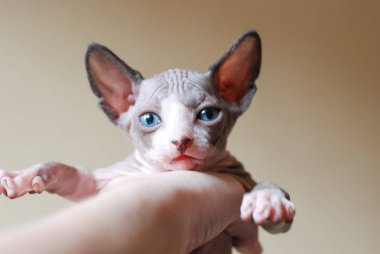 Newborn yavru kedi Sphynx. bir adam elinde küçük kel kediler. kedi ailesi