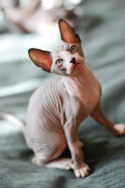 kel bir kedi, benekli sphynx yavru kedi portresi