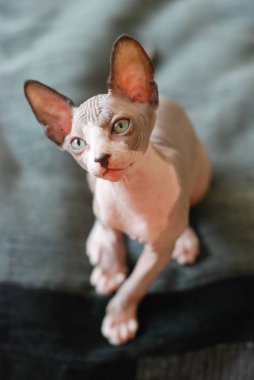 kel bir kedi, benekli sphynx yavru kedi portresi