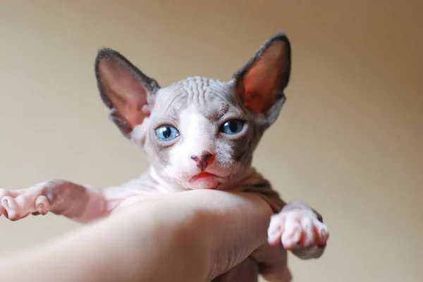 Gatitos recién nacidos Esfinge. Gatitos calvos en manos de un hombre. familia de gatos —  Fotos de Stock