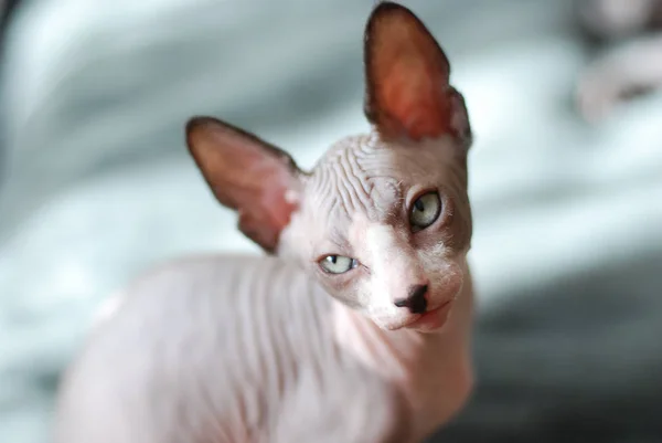 Porträtt av en skallig katt, sphynx kattunge fläckig — Stockfoto