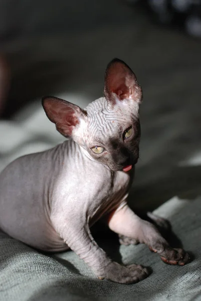 Bir Kanadalı Sfenks kedisi, kel genç kedi yavru kedi portresi — Stok fotoğraf