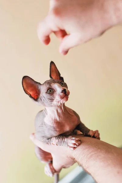 Gatitos recién nacidos Esfinge. Gatitos calvos en manos de un hombre. familia de gatos —  Fotos de Stock