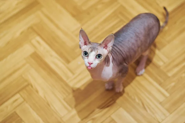 Funny Portraitbald cat Sphynx stands on the background of the parquet and looks into the camera and shows the tongue — Stock Photo, Image