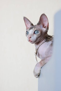 bir kel kedi Sfenks kapalı portresi. pürüzsüz bir cilt ile evde beslenen hayvan. sıradışı hayvan
