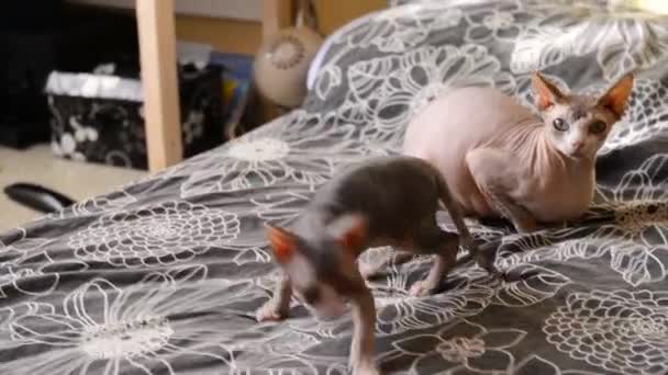 Calvo divertido sphynx gatitos jugar en casa, morder, saltar — Vídeos de Stock