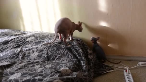 Лысые смешные сфинкс котята играют дома, кусают, прыгают — стоковое видео
