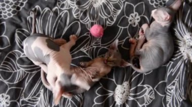 kel komik sphynx yavru kedi evde oynamak, lokma, atlama