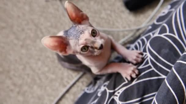 Kale grappige sphynx kittens spelen thuis, bijten, springen, kijkend naar de camera en handtastelijkheden erin — Stockvideo