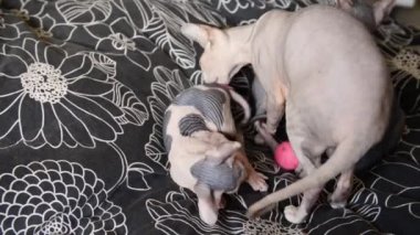 kel komik sphynx yavru kedi evde oynamak, lokma, atlama