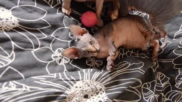 Calvo divertido sphynx gatitos jugar en casa, morder, saltar — Vídeos de Stock