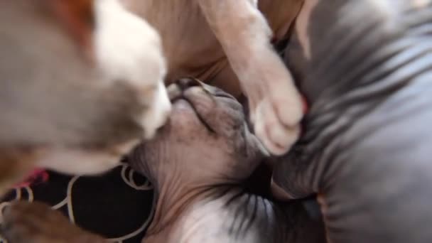 Skallig roliga sphynx kattungar spela hemma, bita, hoppa — Stockvideo