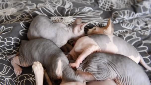 Sphynx haarloze hongerig kittens drinken melk uit hun moeder katten thuis op het bed — Stockvideo