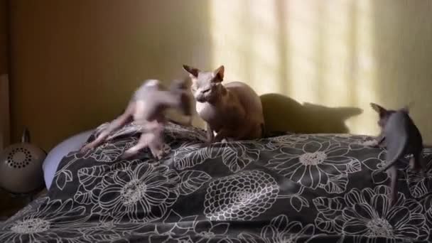 Sphynx gatto scioccato mamma guarda l'attività dei suoi gattini calvi di bambini adolescenti — Video Stock