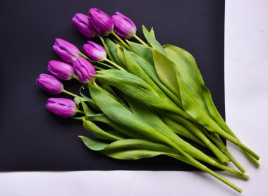 buket mor laleler koyu siyah yalıtılmış zemin üzerine