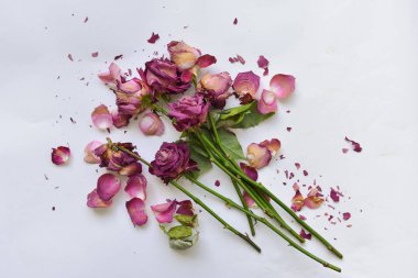 buket kırmızı kuru gül izole arka plan üzerinde. solmuş çiçekler dağılmış, tatil anti valentins günü tamamladı