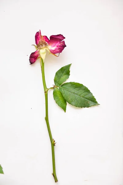 Botanisk bild av en vissnad ros med öppen ståndare på en vit isolerade bakgrund — Stockfoto