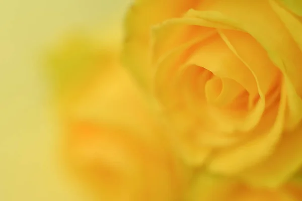 Textur naturliga gul ros blomma närbild som bakgrund för ett kort för en semester födelsedag, alla hjärtans dag, mors dag, fars dag. mjukt fokus — Stockfoto