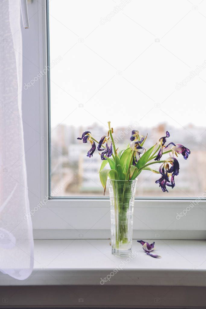 bouquet of withered tulips standing in a vase on a window overcast day, sad patchwork, apathy, depression. small noise