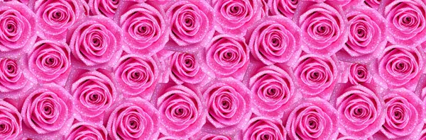 Fondo de impresión horizontal de gran formato de rosas rosadas con gotas de rocío para la decoración de la cocina —  Fotos de Stock