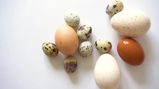 Variedad de aves de corral grupo huevos pavo gallina y codorniz sobre un fondo blanco — Vídeos de Stock
