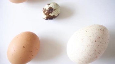 beyaz bir arka plan yakın çekim üzerinde kümes hayvanları yumurtahindi tavuk ve bıldırcın çeşitli