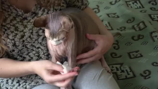 Home care for a bald cat canadian sphinx to clean the ears wet wipe — Stock Video