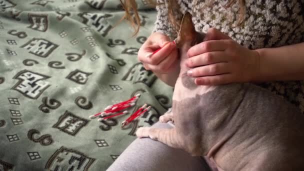 Házi gondozás egy kopasz macska kanadai Szfinx kefe füled a pamut rügyek — Stock videók