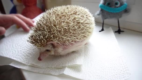 Home white adult hedgehog sits on the windowsill on a sheet of paper towel napkin in the room and the pet owners hand takes care of it. hedgehog went to the toilet — Stock Video