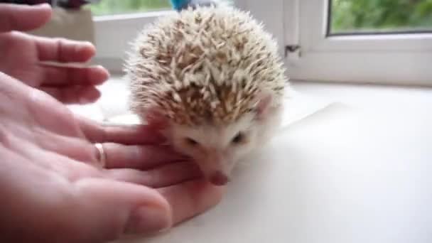 Home witte volwassen egel loopt op de vensterbank in de kamer en de eigenaar van het huisdier zorgt voor het — Stockvideo