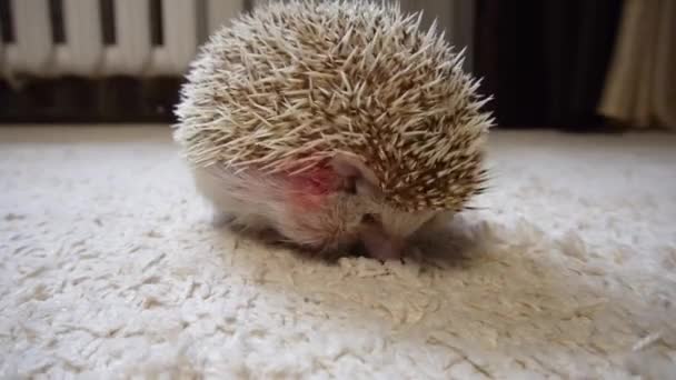 Home light hedgehog digs nose in a house in a white carpet. a hedgehog bleeds a scratched wound on the skin — Stock Video