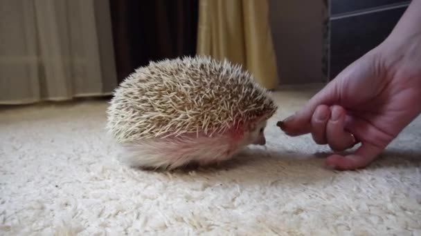 Pet owners female hand offers a home hedgehog a piece of cat food at home — Stock Video