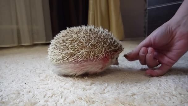 Donos de animais de estimação mão feminina oferece um ouriço casa um pedaço de comida de gato em casa — Vídeo de Stock