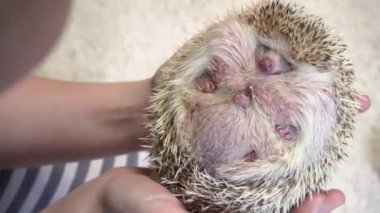 yetişkin şişman beyaz kirpi midesi yukarı onun metresi elinde bir top kadar kıvrılmış kapalı sırt yatıyor