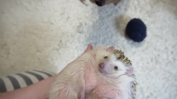 Pets dog york and white hedgehog acquaintance surprise and caution inside the room against the background of white carpet — 비디오