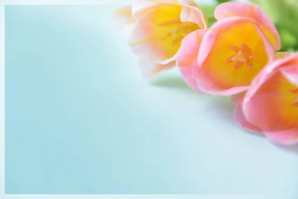 Gelb-rosa Tulpen auf blauem Hintergrund Ecke Komposition Rahmen für Hintergrund und Text Stockfoto