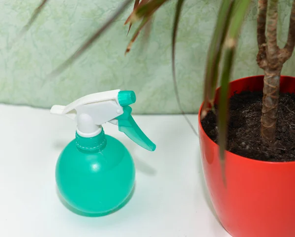 Cuidado de flores secas casa riego plantas caseras palmera dracaena —  Fotos de Stock