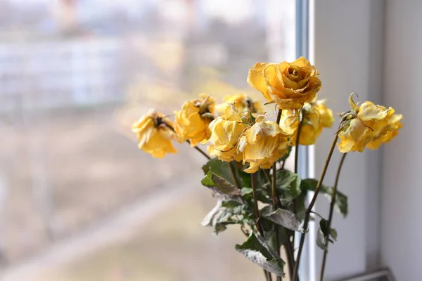 Strauß trockener gelber Rosen ragt aus dem Fensterbrett Stockbild