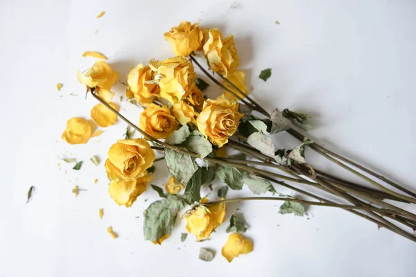 Trockener Strauß gelber Rosen auf weißem Hintergrund, achtlos verstreut, Frust am Ende der Ferien, ein trauriger Tag lizenzfreie Stockfotos