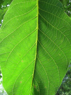 Makro fotoğraf doğal yeşil yaprak güneşli arka ışık