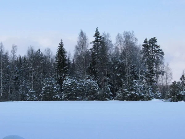 Paisaje de invierno claro bosque borde nieve árbol tarde fría —  Fotos de Stock