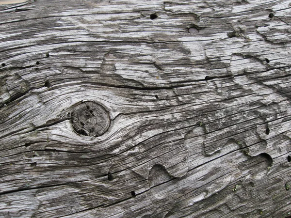 Texture grise d'un vieil arbre, mangé par le scolyte avec des nœuds dessin de l'arbre et fissures gros plan — Photo